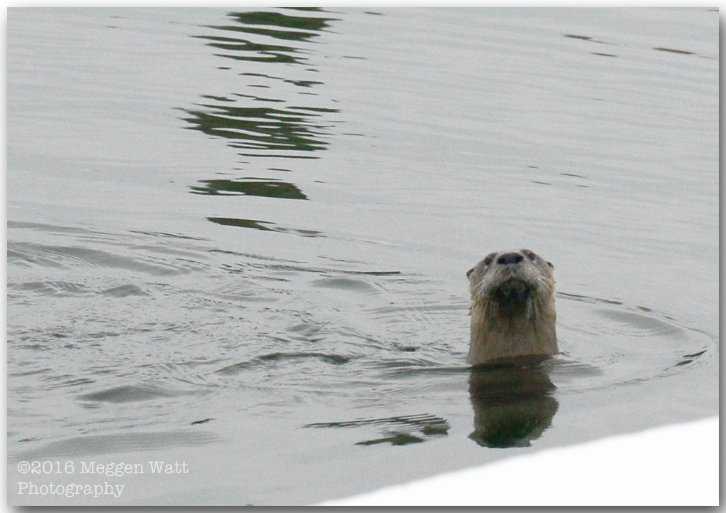 An Otter Monday MWP 0296