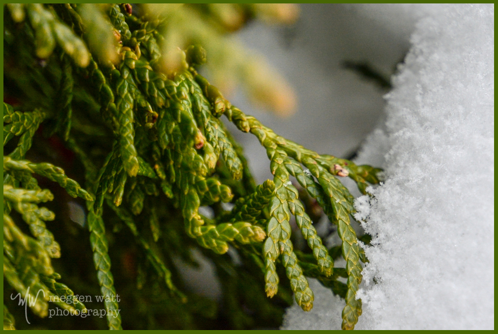 First Snow 2015c-9211