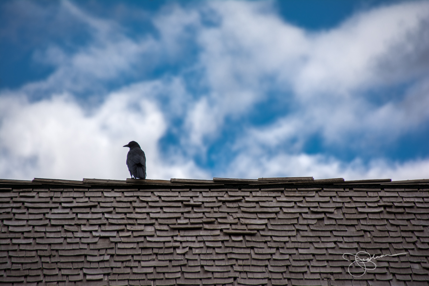 Blackbird on Roof