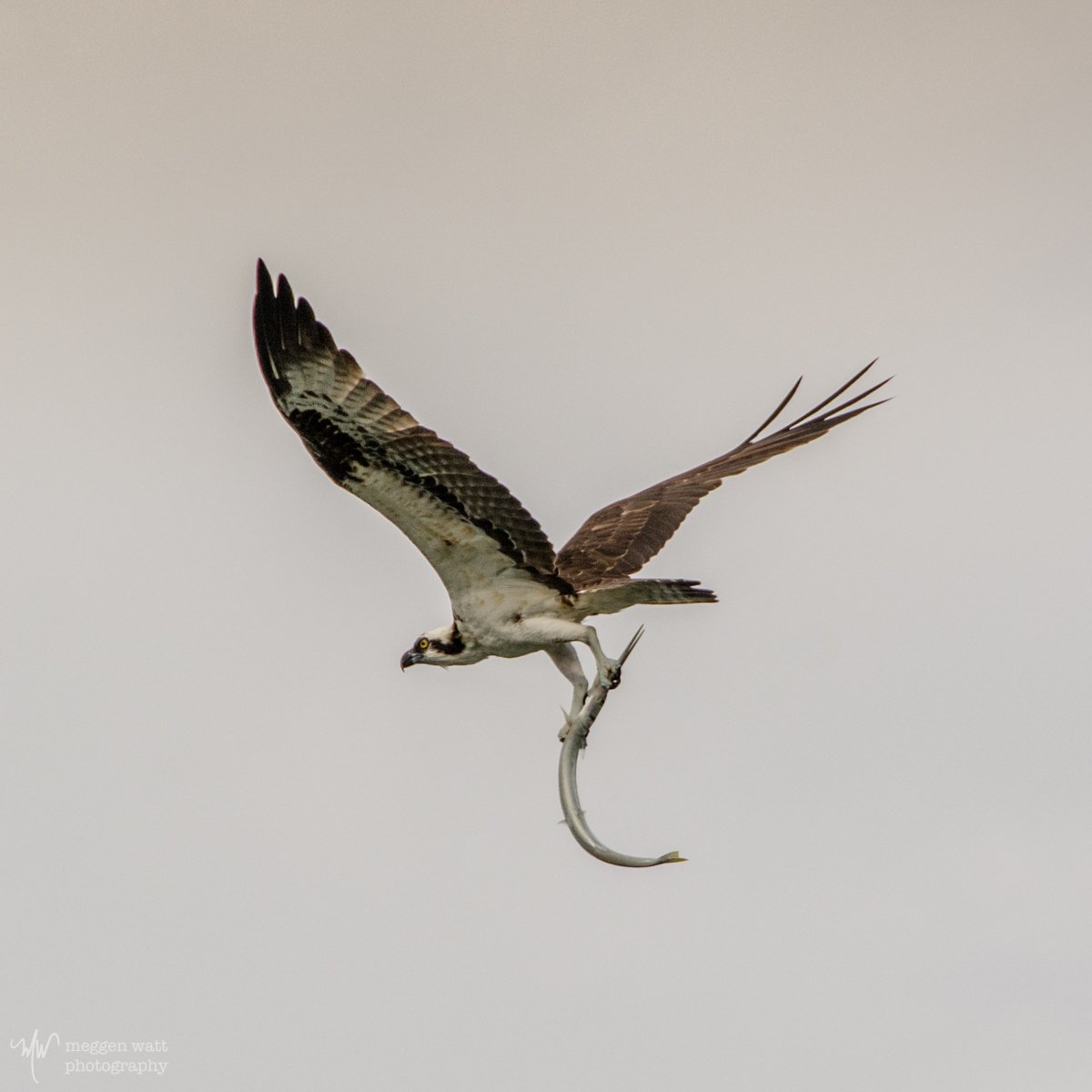 Osprey And Garfish-0437