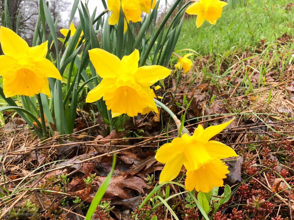 Daffodils in rain