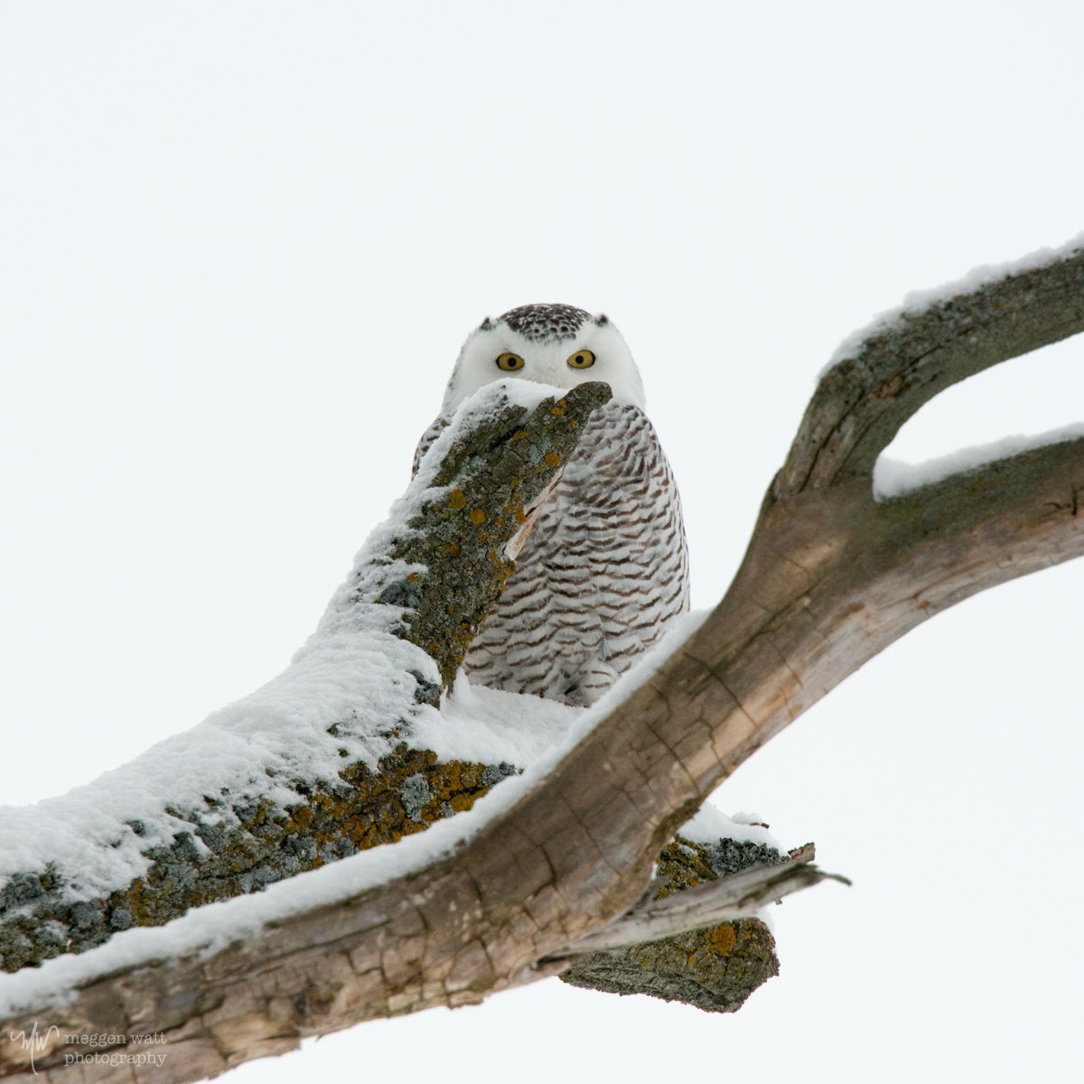 Snowy Owl-5948