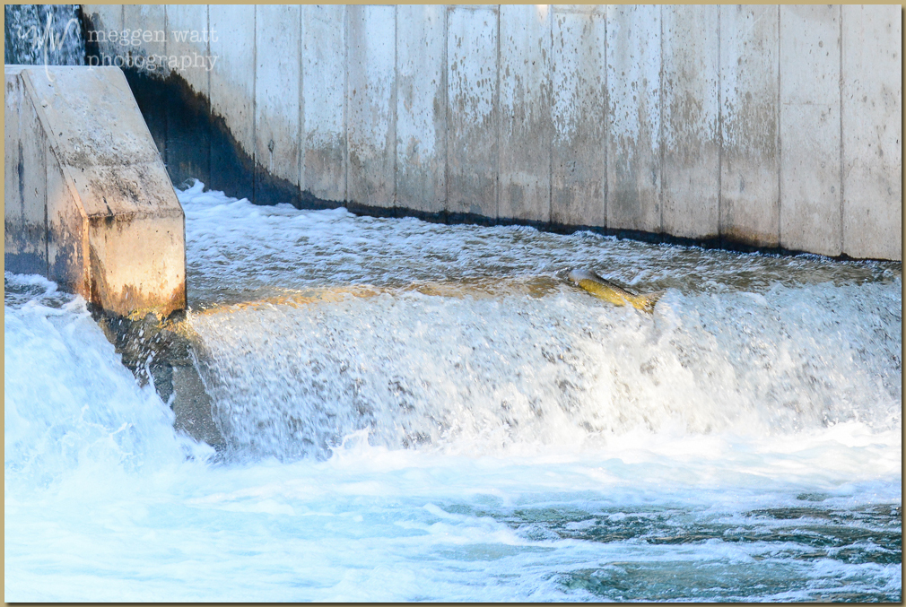 TLR-20161010-5248-salmon Jump Dam