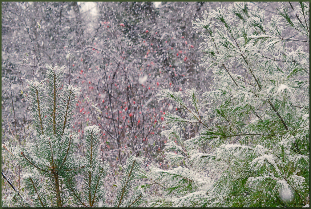 TLR-20161205-Snow On Pines-7013
