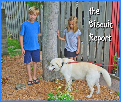 Biscuit8-19-15a