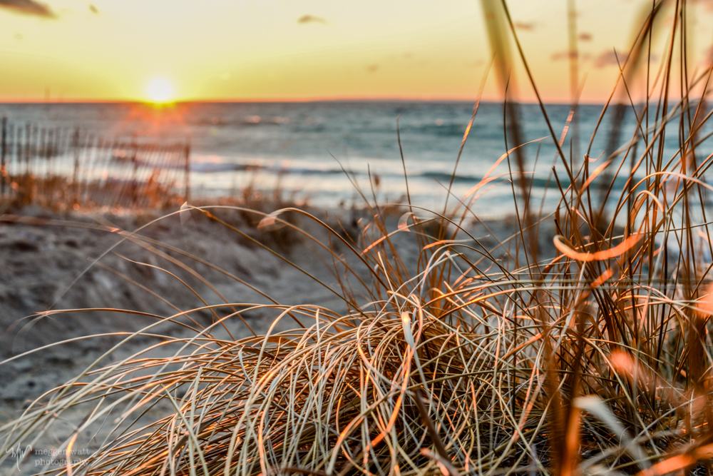 Leland Sunset Dune Grass-5333
