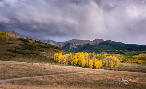 Stand of Aspens