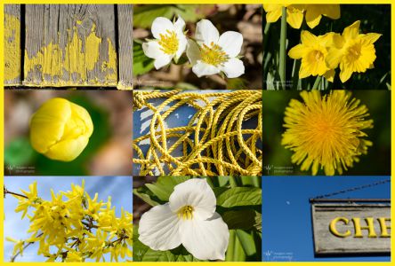 TLR-20160515-yellow Up North-3170